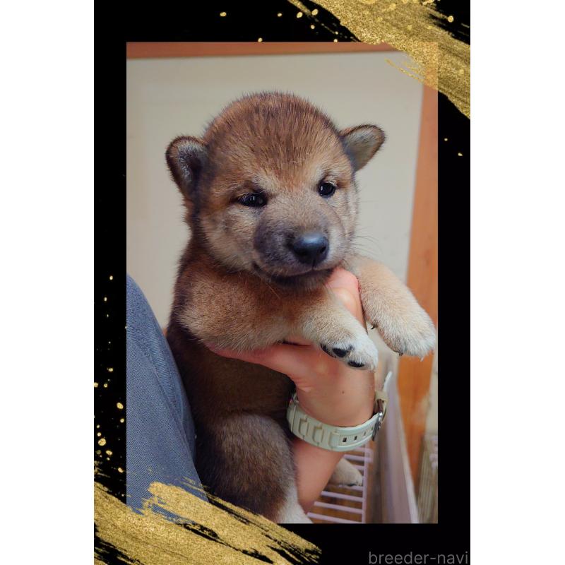 販売中の栃木県の柴犬-405268の2枚目