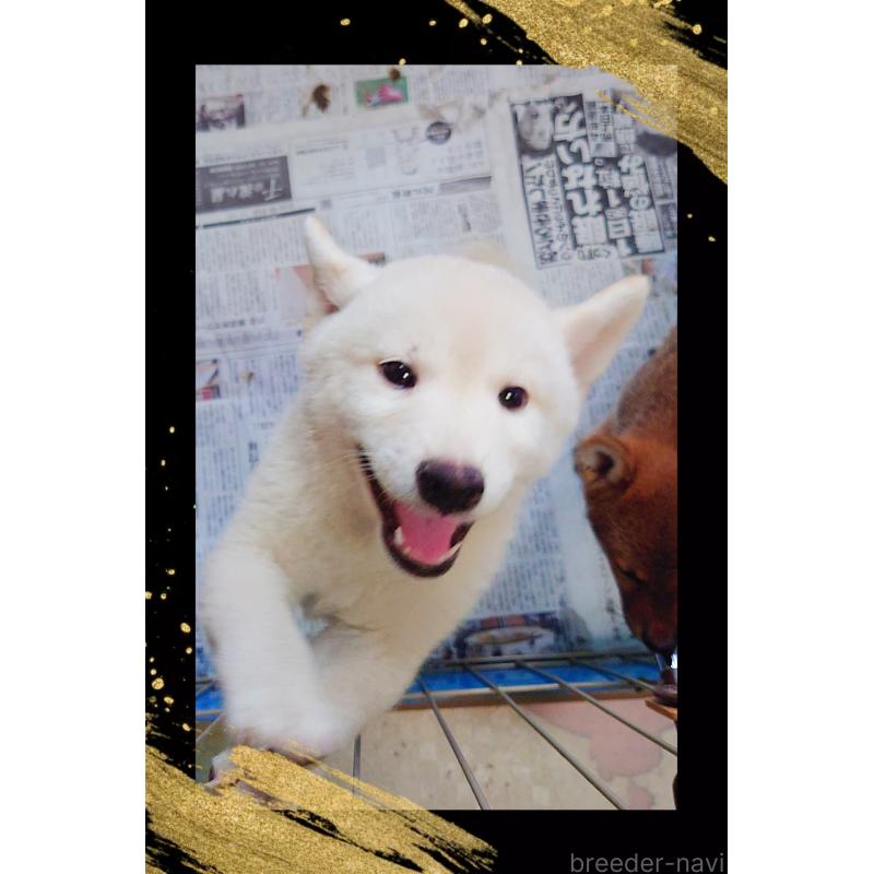 成約済の栃木県の柴犬-401790の2枚目