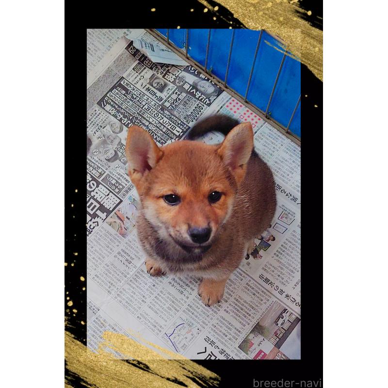 販売中の栃木県の柴犬-401789の3枚目