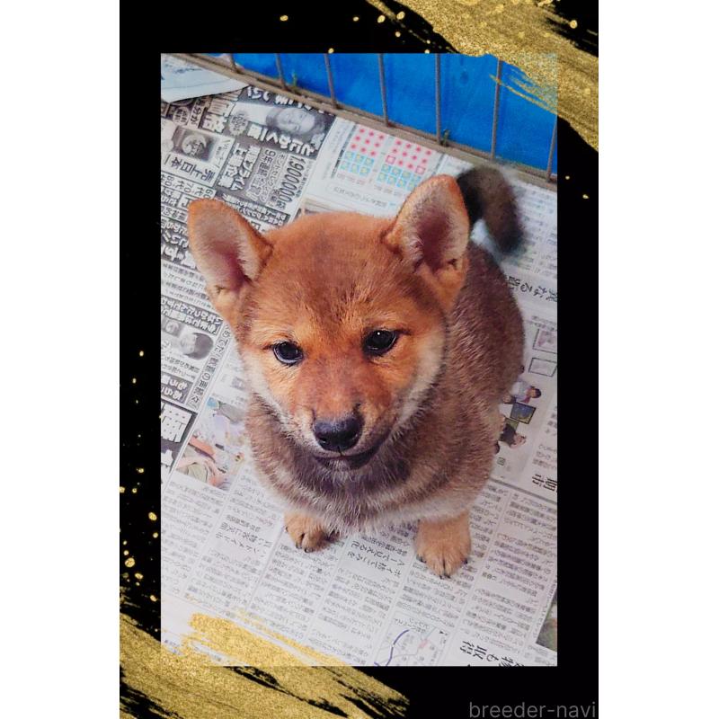 販売中の栃木県の柴犬-401789の2枚目