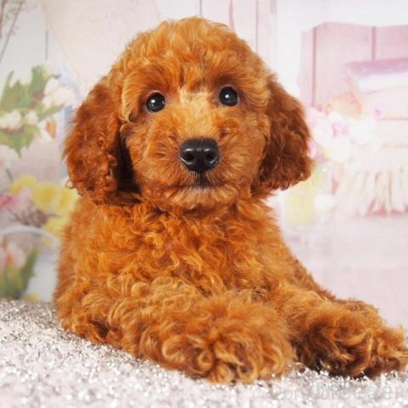 販売中の茨城県のトイプードル-409584の3枚目