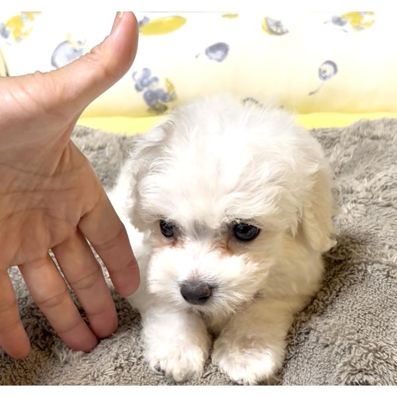 販売中の奈良県のビションフリーゼ-409594の2枚目