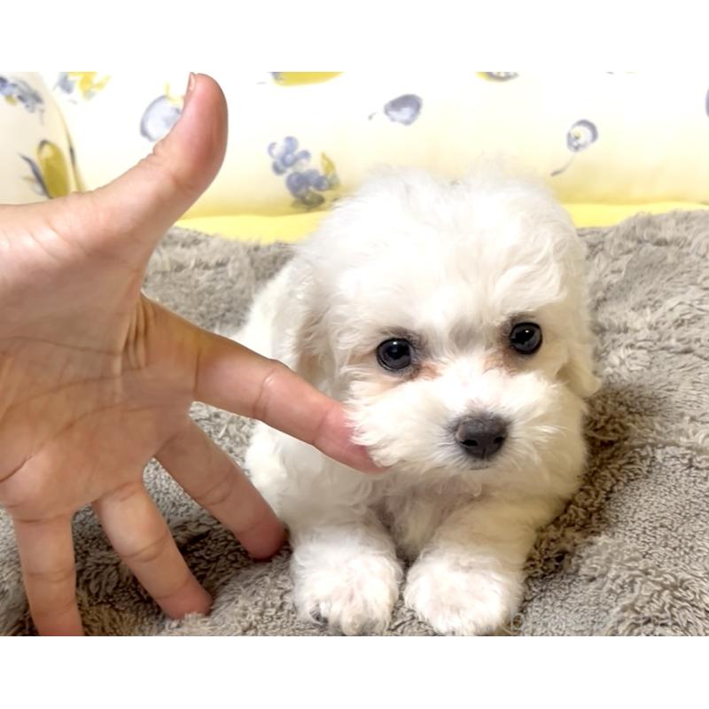 販売中の奈良県のビションフリーゼ-409594の1枚目