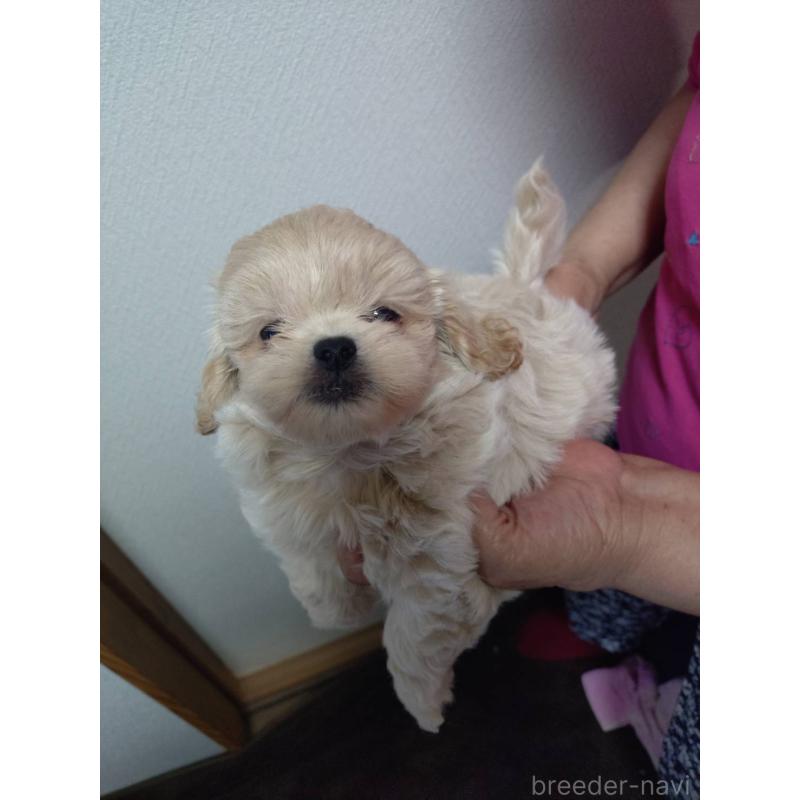 成約済の広島県のミックス犬-409092の3枚目