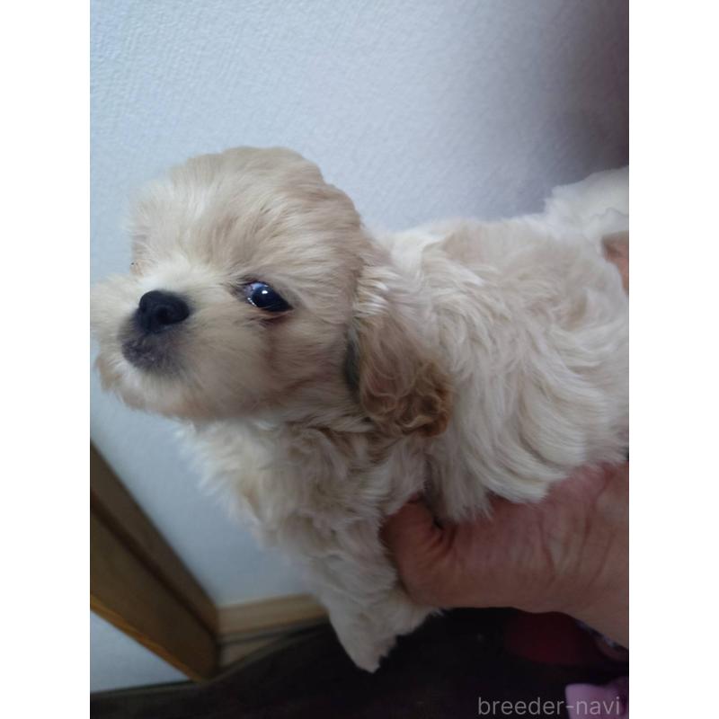 成約済の広島県のミックス犬-409092の2枚目