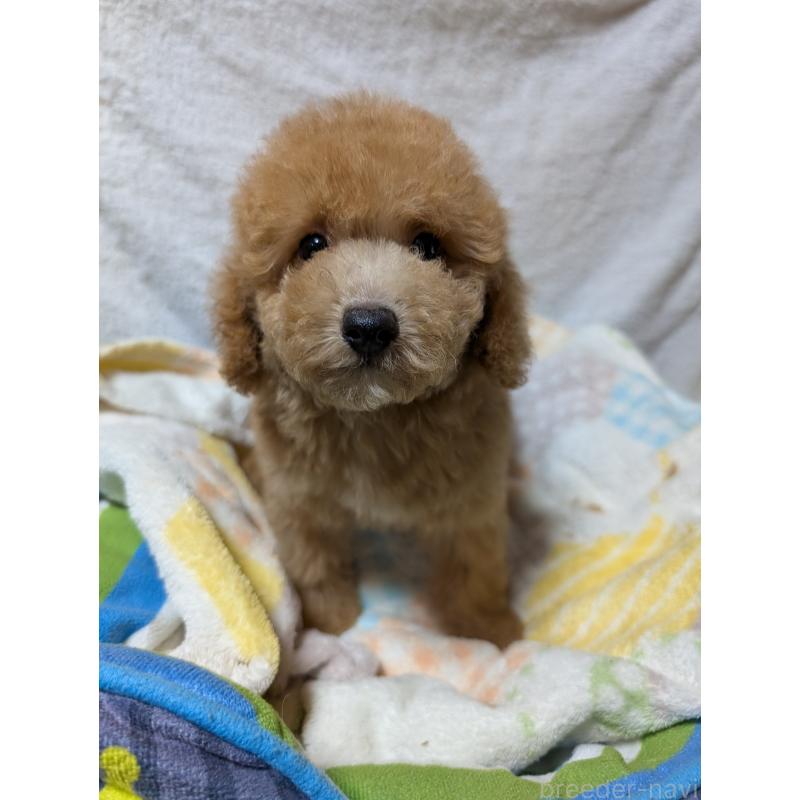 成約済の大阪府のトイプードル-407968