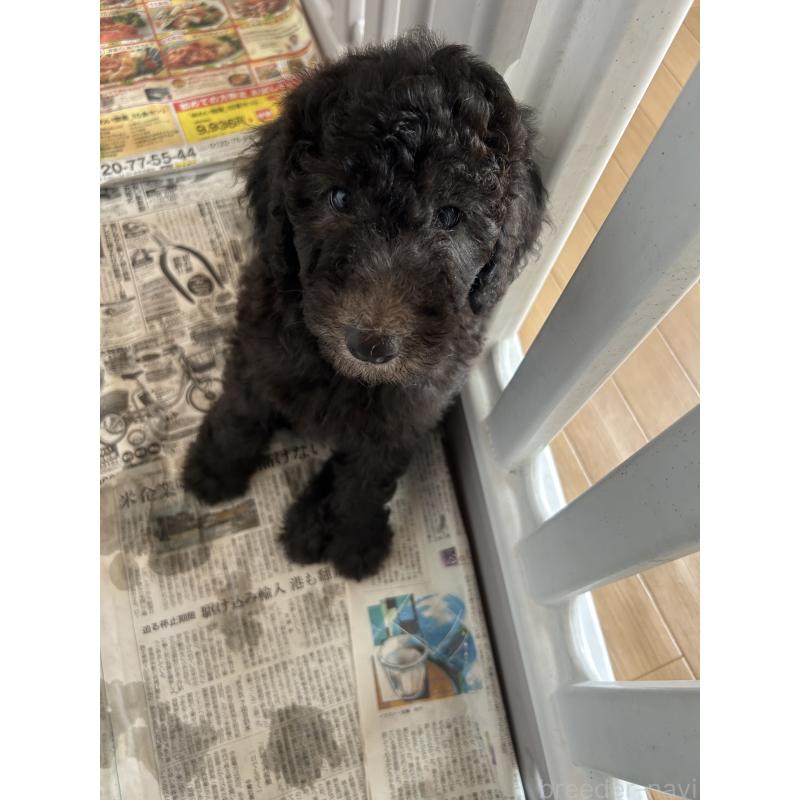 成約済の愛知県のスタンダードプードル-405186の1枚目