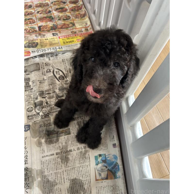 成約済の愛知県のスタンダードプードル-405186の3枚目