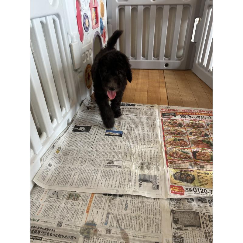 成約済の愛知県のスタンダードプードル-405186の2枚目