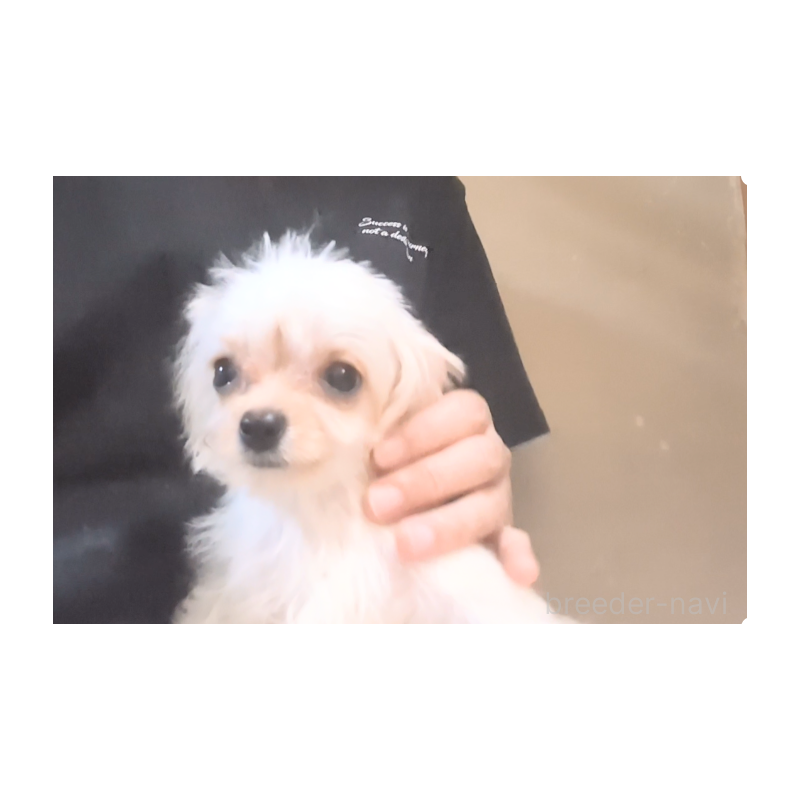 販売中の茨城県のミックス犬-406990の2枚目