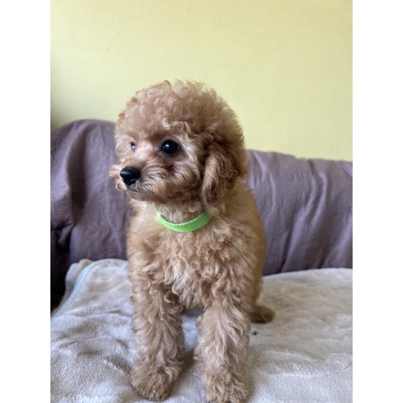 成約済の茨城県のトイプードル-397206の3枚目