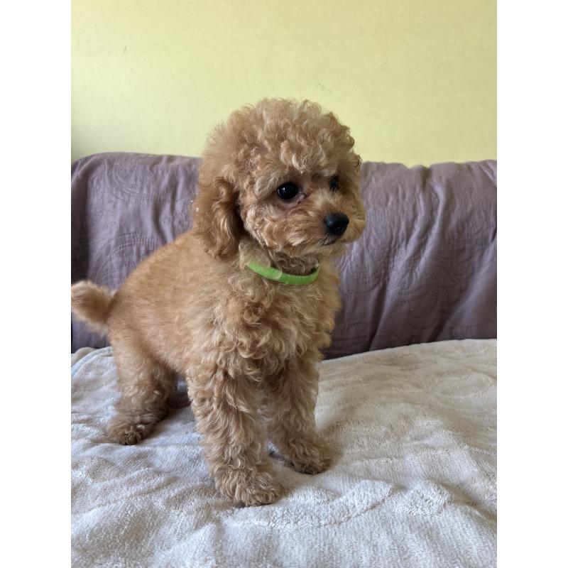 成約済の茨城県のトイプードル-397206の2枚目