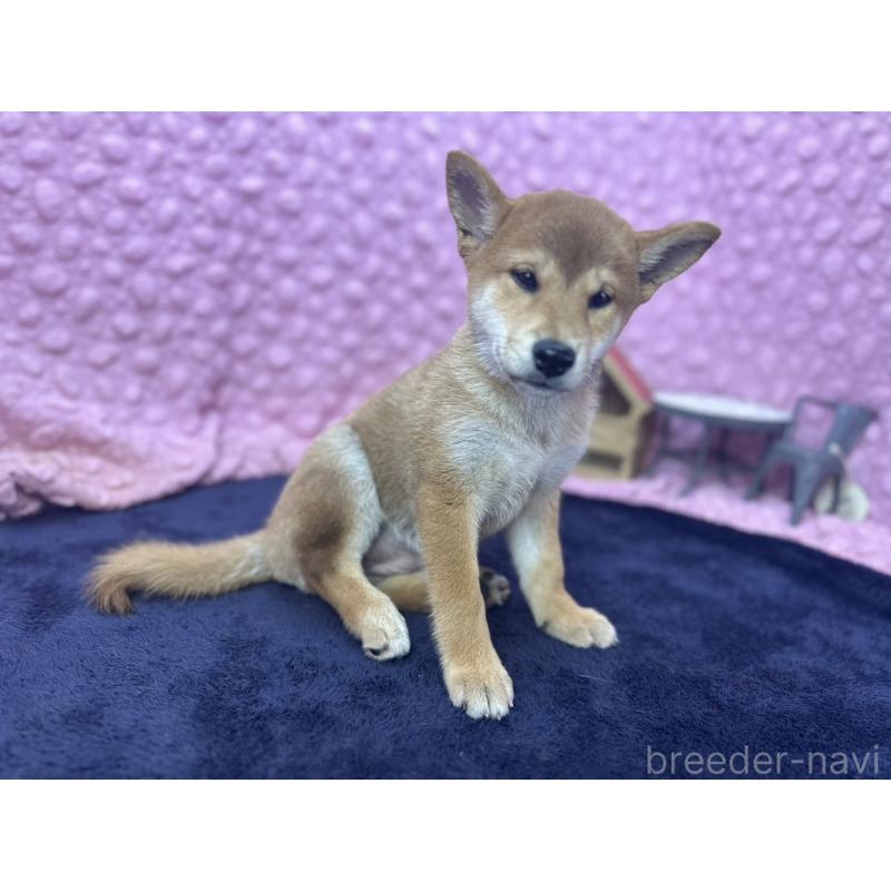 販売中の茨城県の柴犬-409861の1枚目