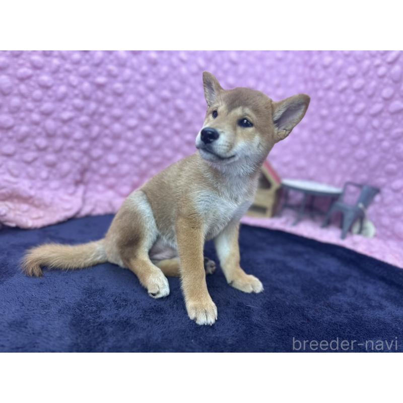 販売中の茨城県の柴犬-409861の10枚目