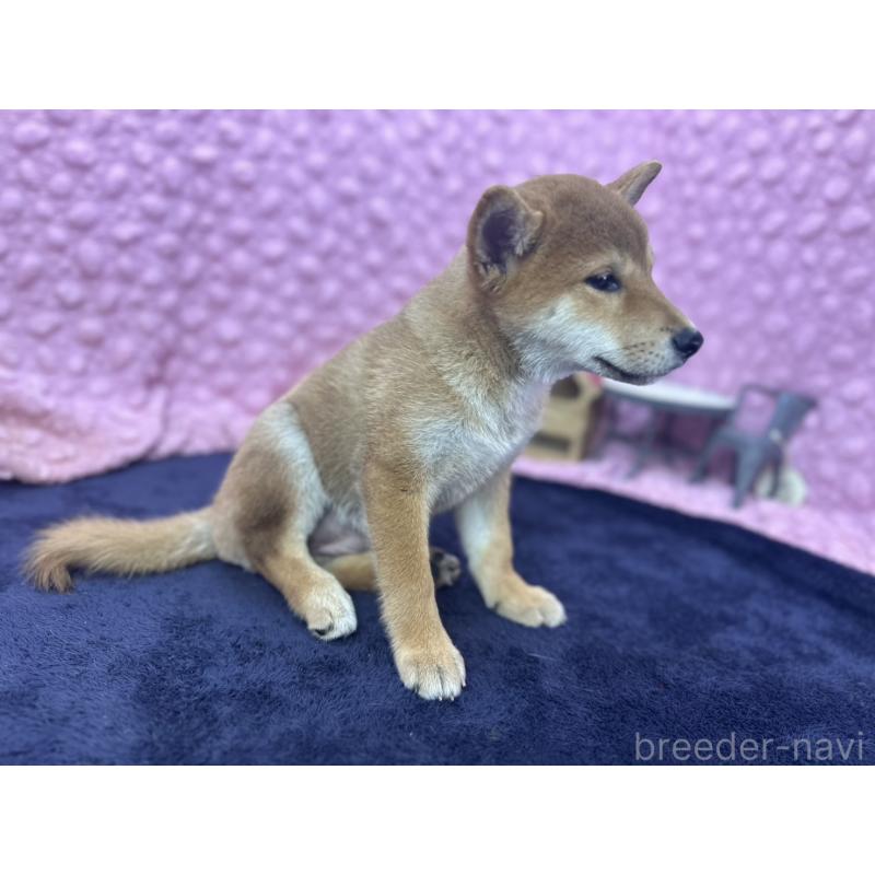 販売中の茨城県の柴犬-409861の9枚目