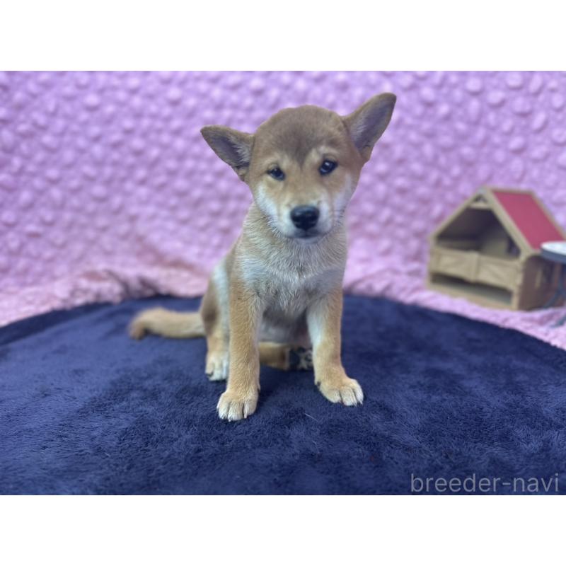 販売中の茨城県の柴犬-409861の8枚目