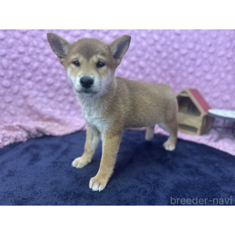 販売中の茨城県の柴犬-409861の7枚目