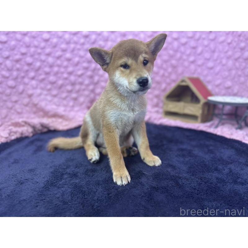 販売中の茨城県の柴犬-409861の6枚目