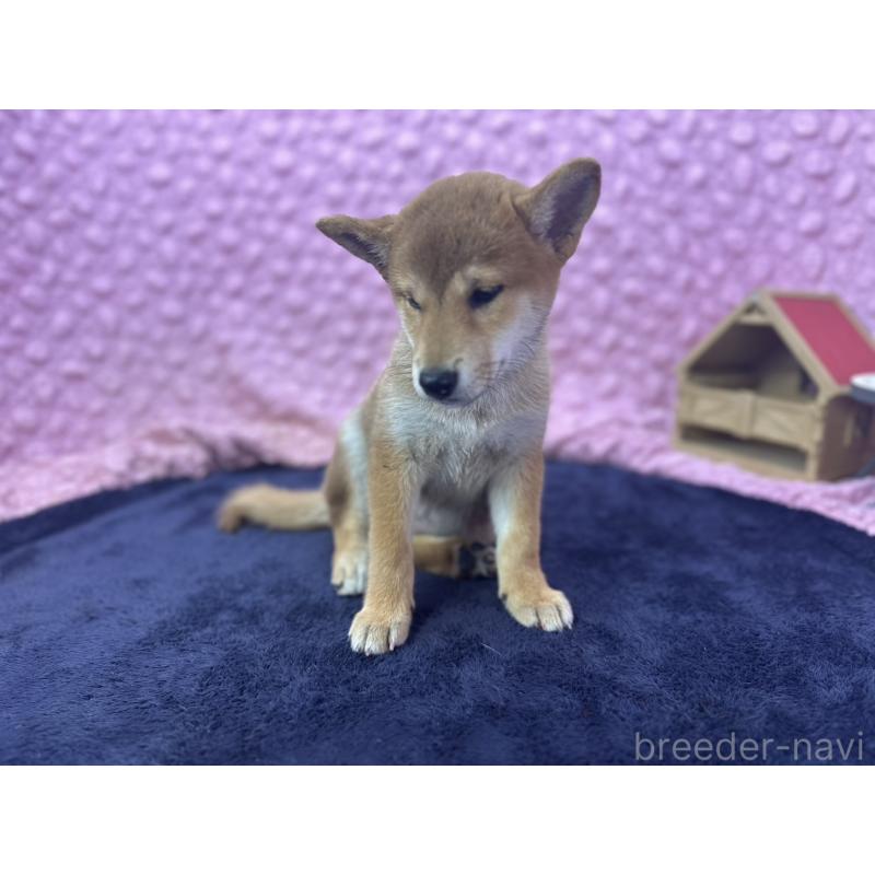 販売中の茨城県の柴犬-409861の5枚目