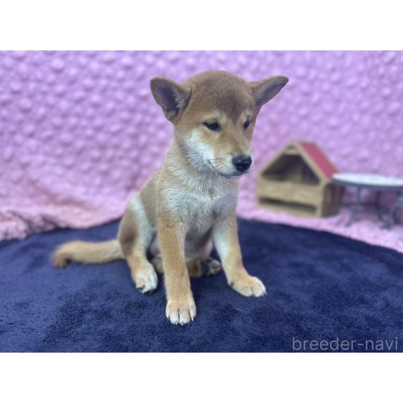 販売中の茨城県の柴犬-409861の4枚目