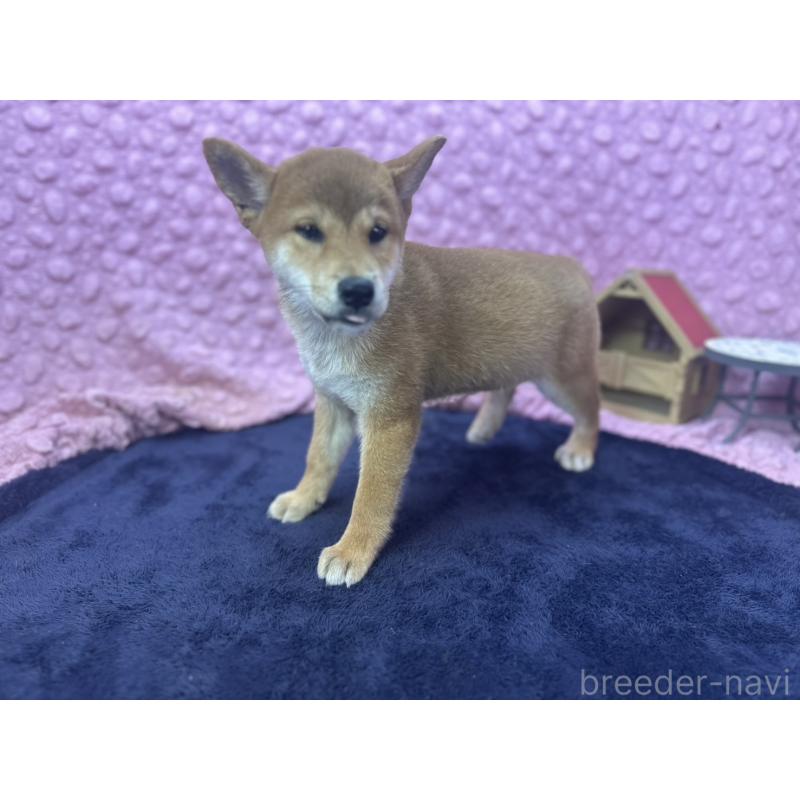 販売中の茨城県の柴犬-409861の3枚目