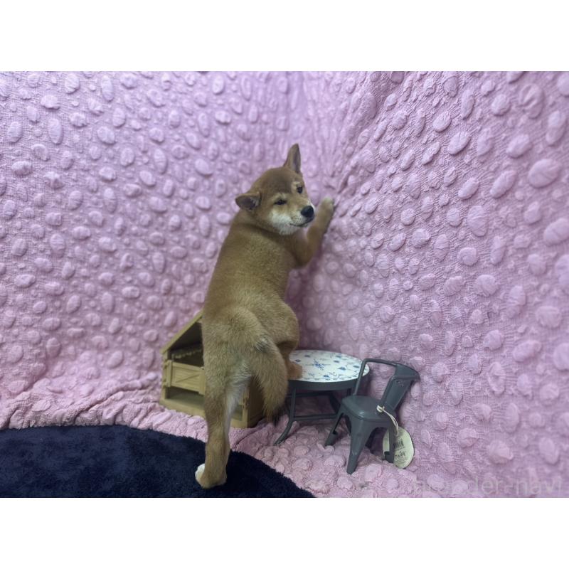販売中の茨城県の柴犬-409861の2枚目
