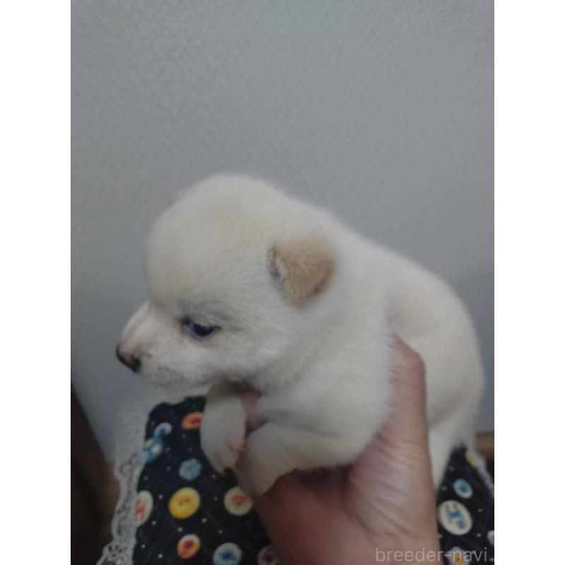 販売中の広島県の豆柴-409869の2枚目