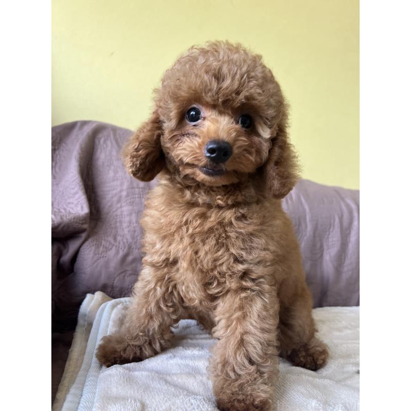 成約済の茨城県のトイプードル-397205の3枚目