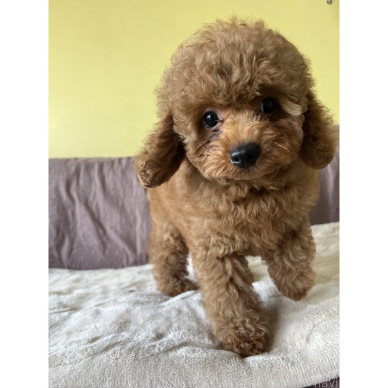 成約済の茨城県のトイプードル-397205の2枚目