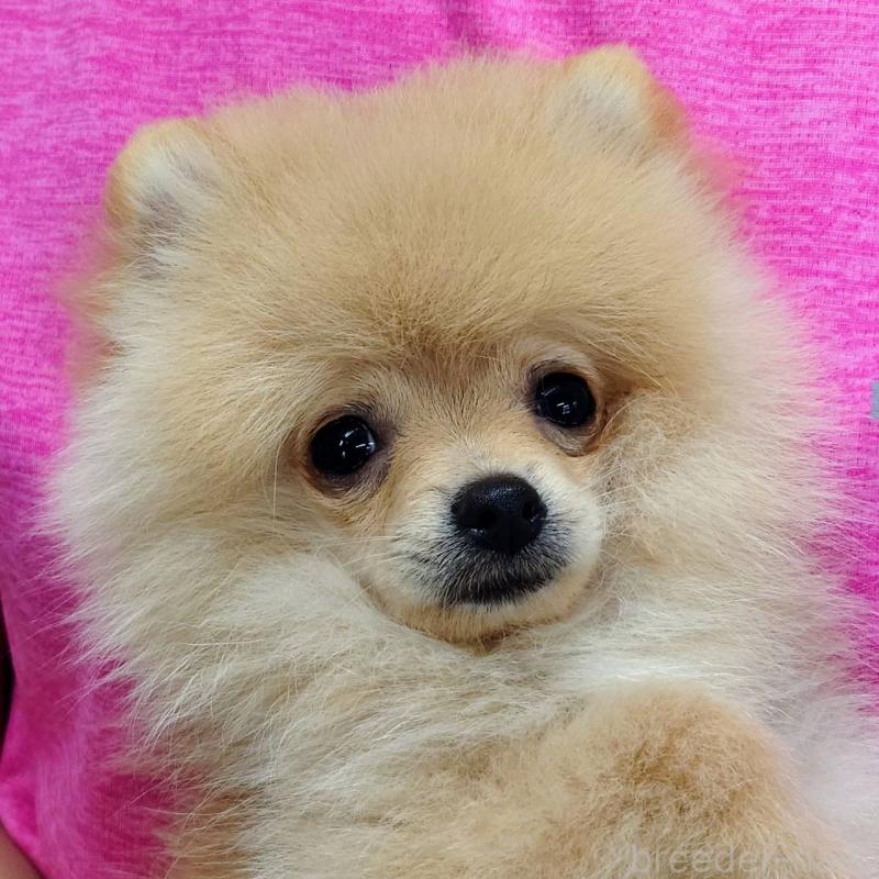 販売中の山口県のポメラニアン-399828の1枚目