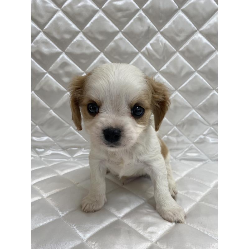 販売中の福岡県のミックス犬-409884の4枚目