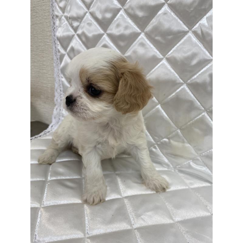 販売中の福岡県のミックス犬-409884の3枚目