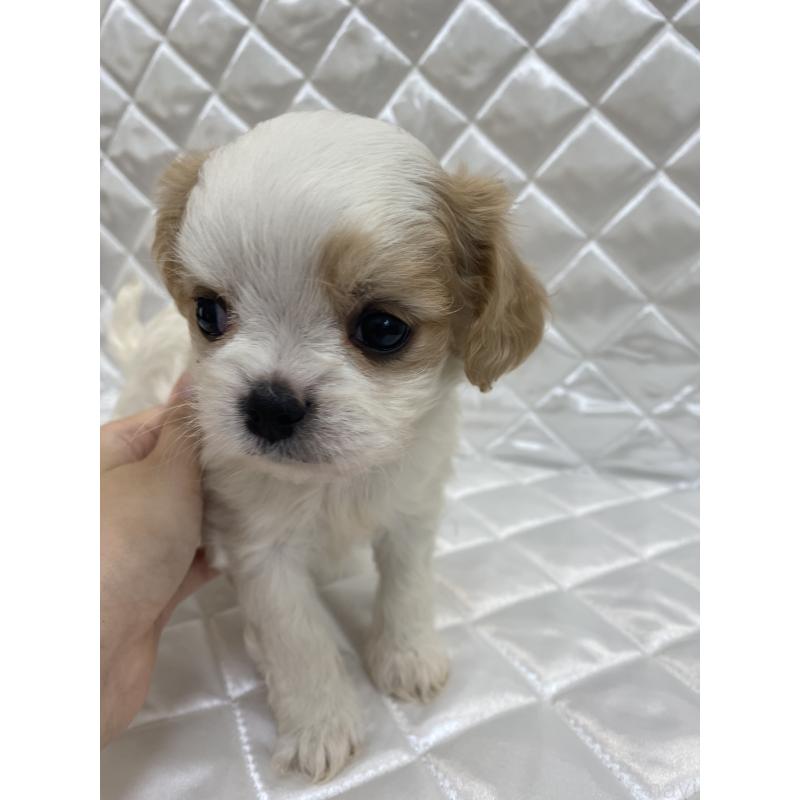 販売中の福岡県のミックス犬-409884の2枚目