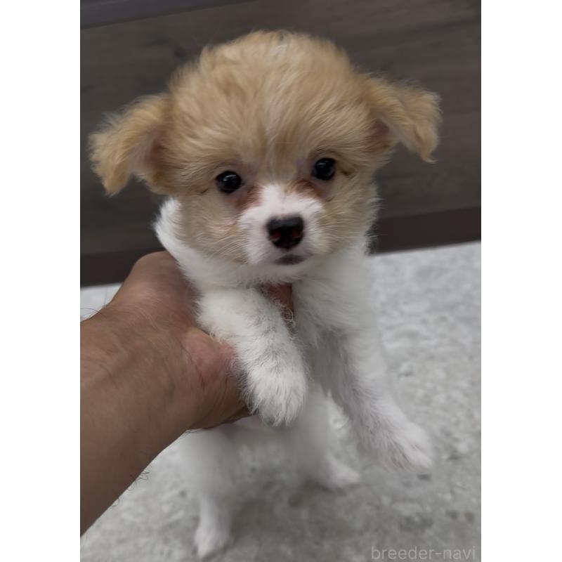 成約済の福岡県のチワマル:チワワ×マルチーズ-405997の4枚目