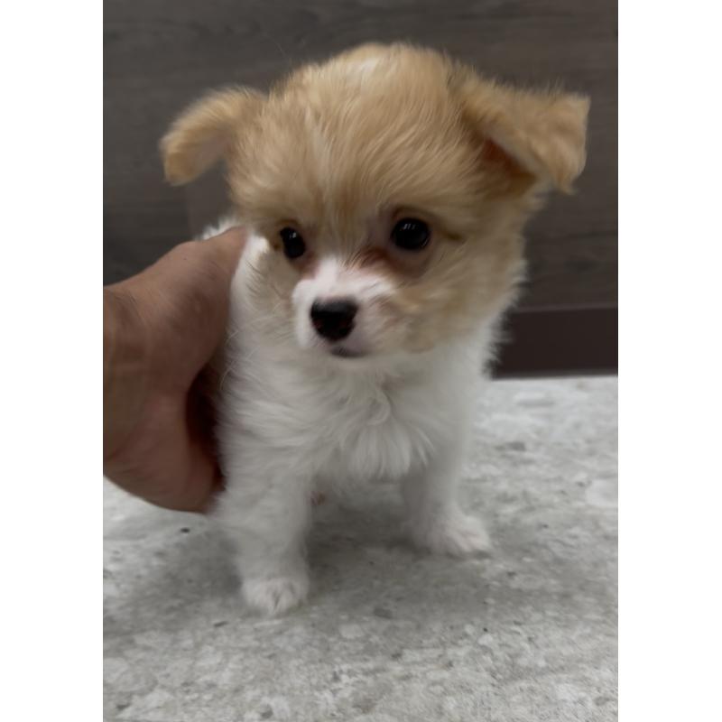 成約済の福岡県のチワマル:チワワ×マルチーズ-405997の3枚目