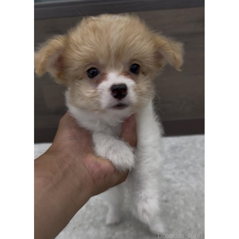 成約済の福岡県のチワマル:チワワ×マルチーズ-405997の2枚目