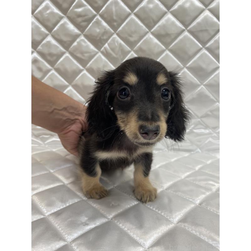販売中の福岡県のカニンヘンダックスフンド(ロングヘアード)-409887の2枚目