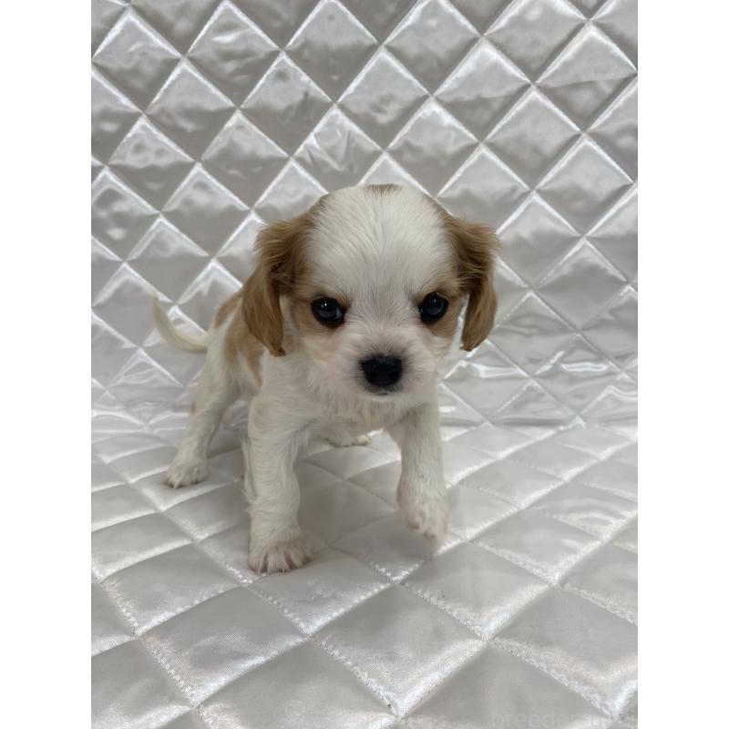 販売中の福岡県のミックス犬-409890の7枚目