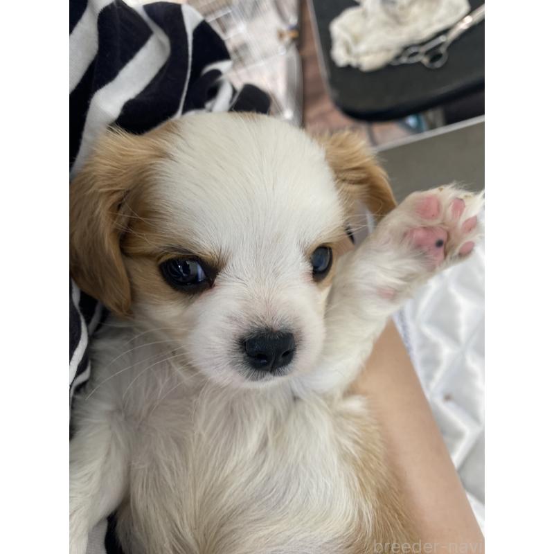 販売中の福岡県のミックス犬-409890の6枚目