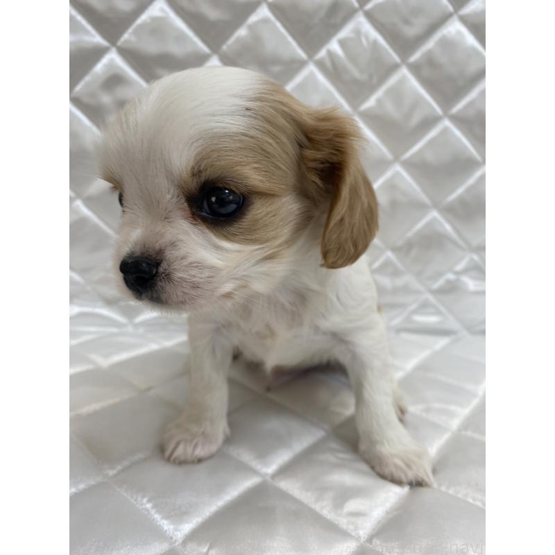 販売中の福岡県のミックス犬-409890の4枚目
