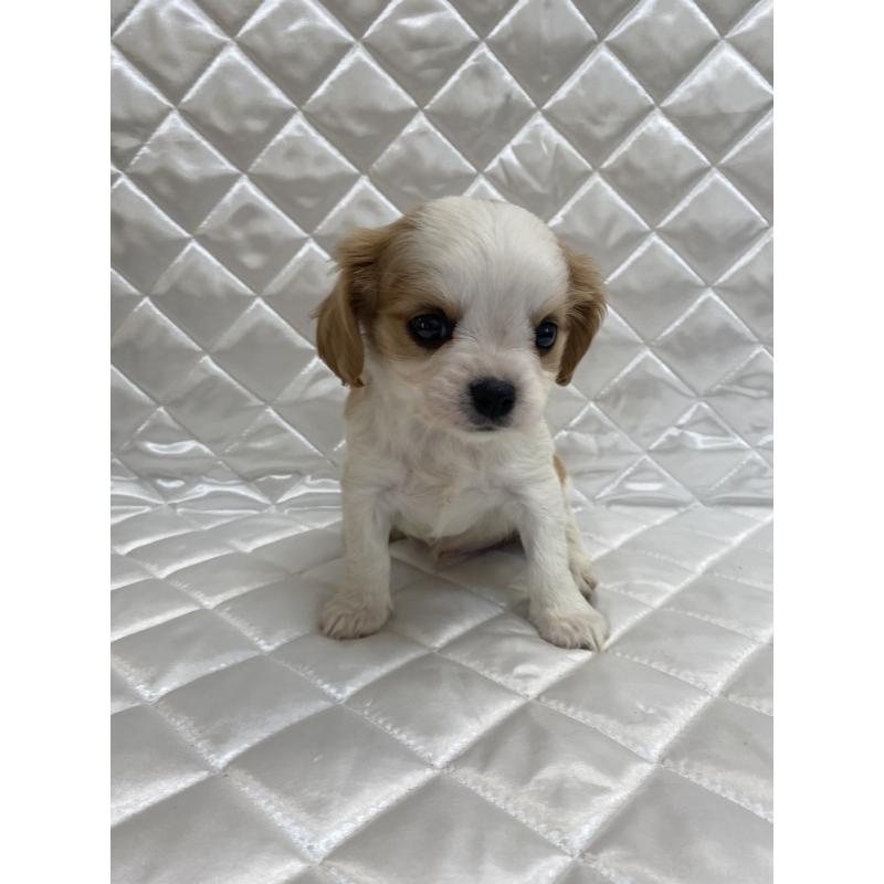 販売中の福岡県のミックス犬-409890の2枚目