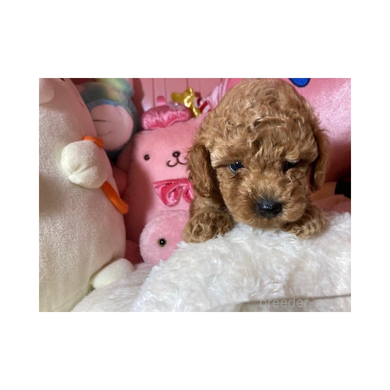 販売中の富山県のトイプードル-409898の4枚目