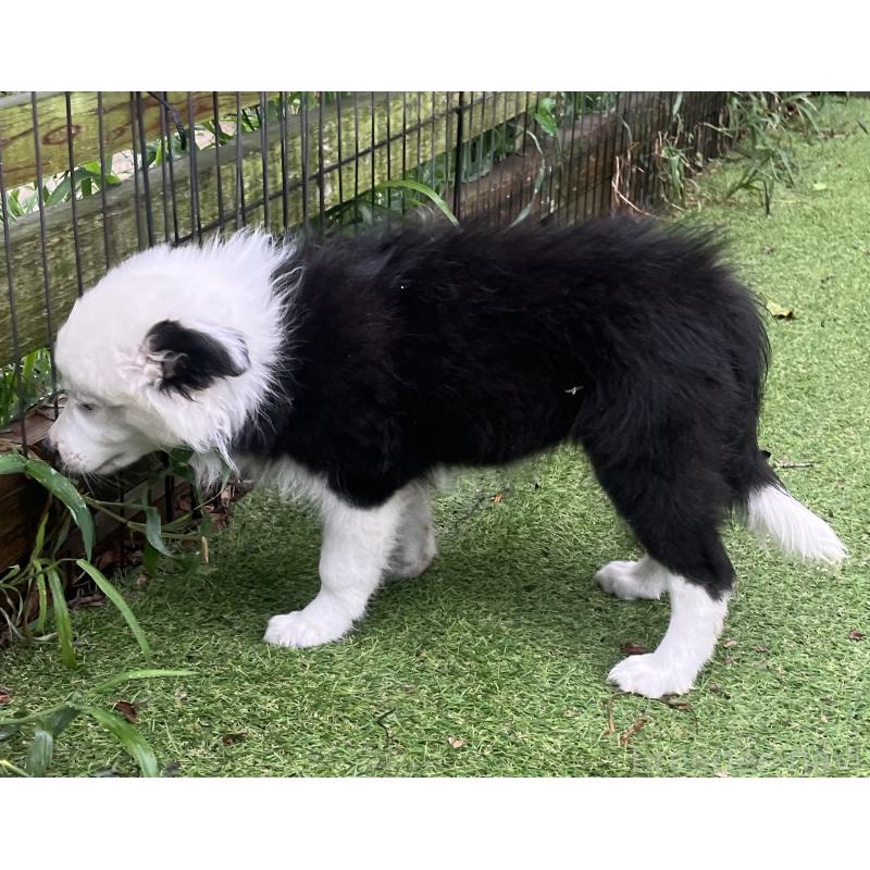 商談中の福岡県のボーダーコリー-397710の7枚目