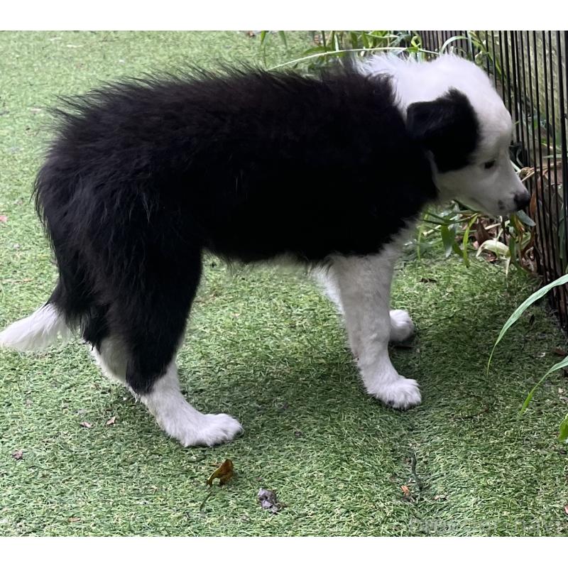 商談中の福岡県のボーダーコリー-397710の6枚目