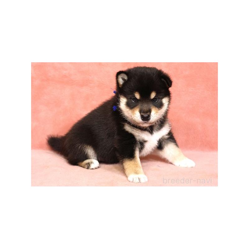 販売中の和歌山県の柴犬-409900の4枚目