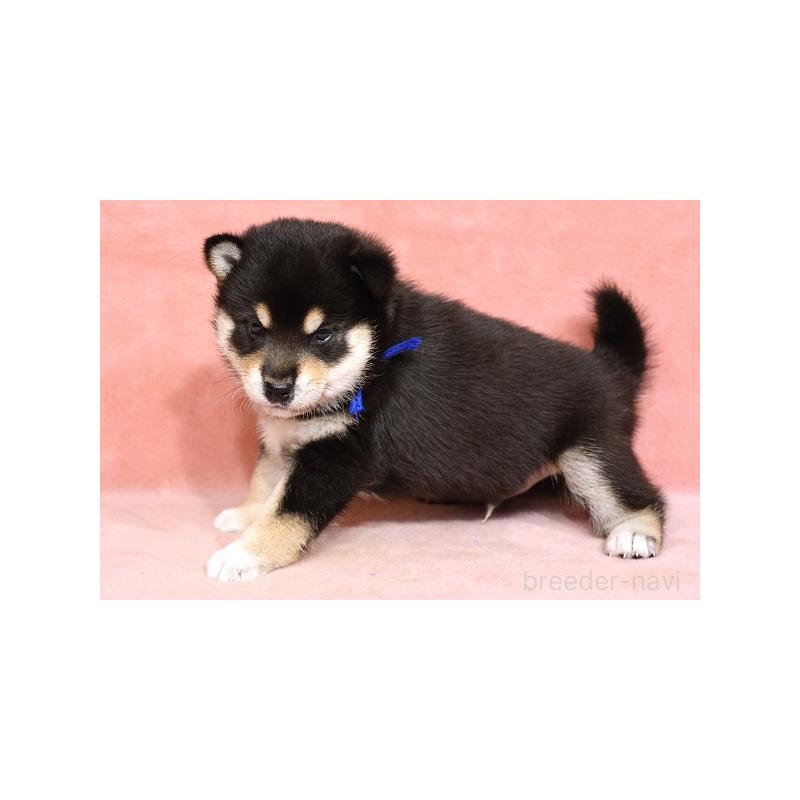 販売中の和歌山県の柴犬-409900の3枚目