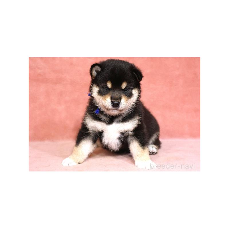 販売中の和歌山県の柴犬-409900の2枚目