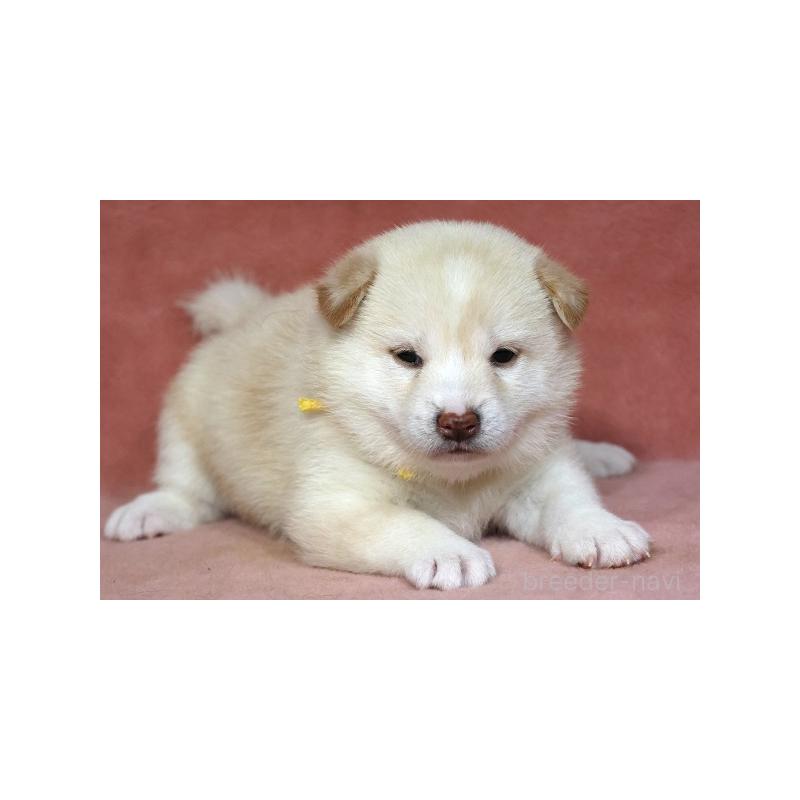 販売中の和歌山県の柴犬-409904の4枚目
