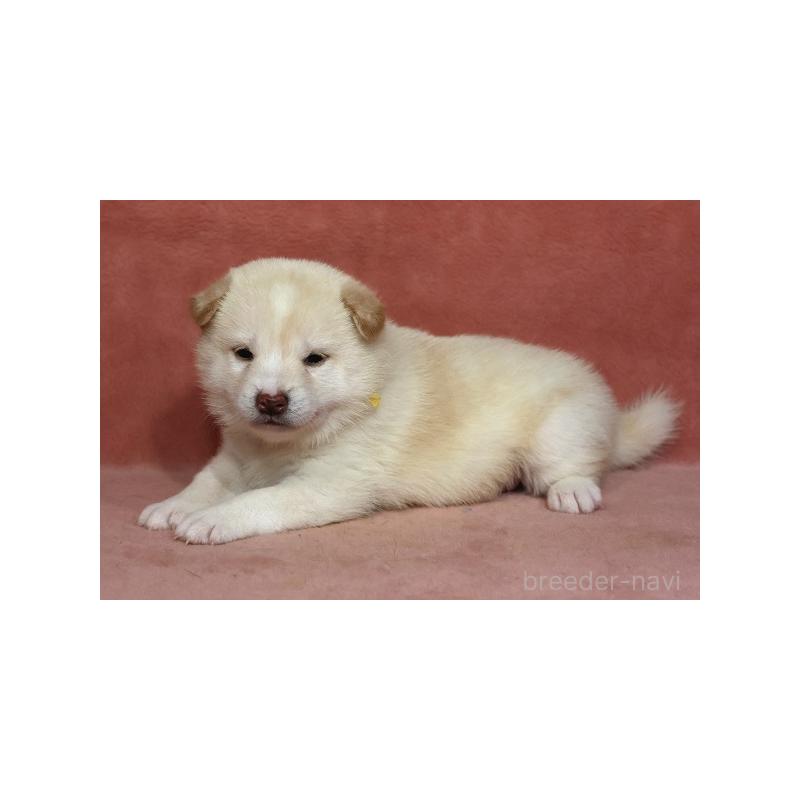販売中の和歌山県の柴犬-409904の3枚目