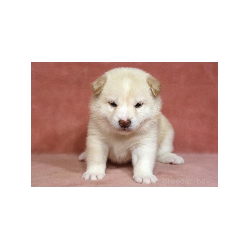 販売中の和歌山県の柴犬-409904の2枚目